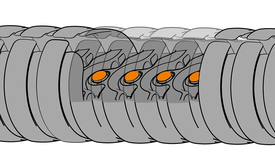 triflex R B version มีหัวสีส้ม