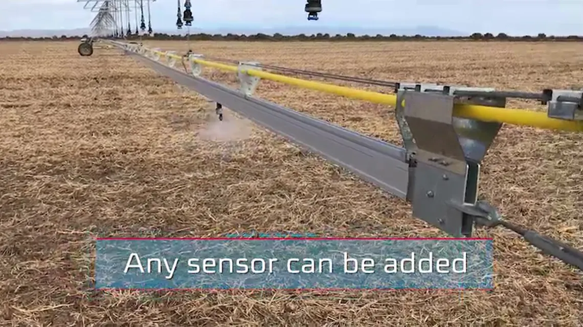 Hummingbird (beija-flor)