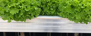 Cultivo de variedades de lechuga en invernadero