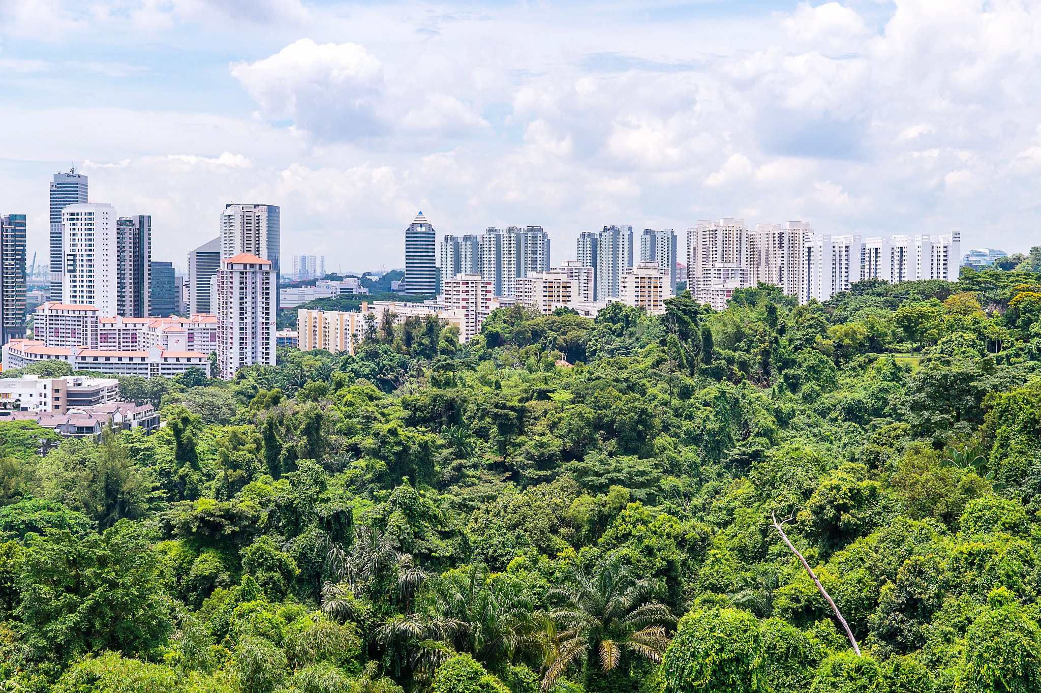 Forest outside the city of Singapore