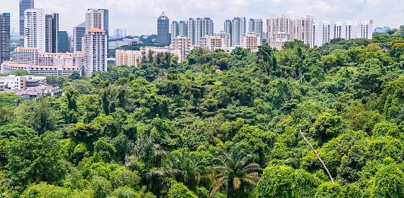 Una foresta al confine della città di Singapore