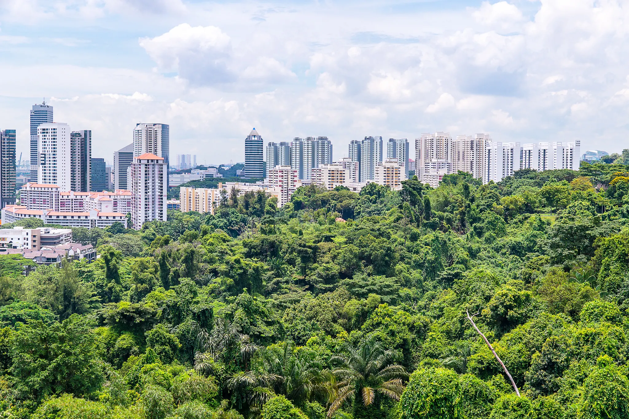 De nouveaux arbres pour un Singapour plus vert