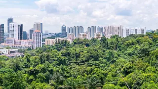 New trees for a greener Singapore