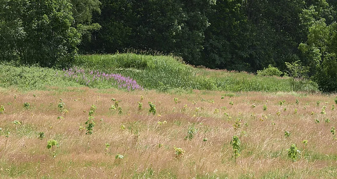 Action de plantation d'arbres dans les monts Métallifères en Saxe