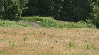 Tree planting campaign in the Ore Mountains in Saxony