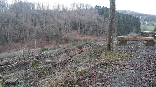 Reforestation in the Lindlar municipal forest
