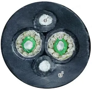 Przekrój kabla światłowodowego