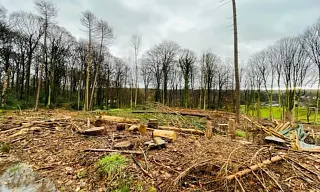 New mixed forest in Bergisch Gladbach