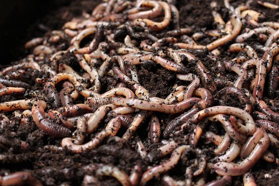 Automatisering bij het kweken van wormen