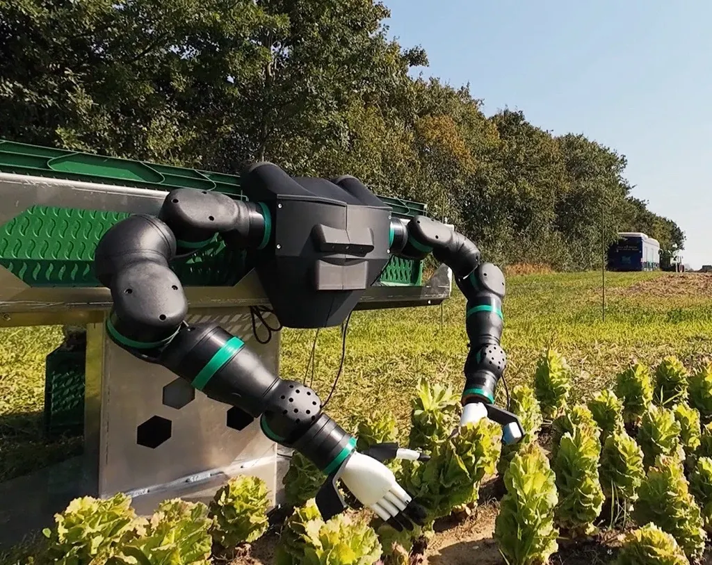 Cobot für die Gemüseernte