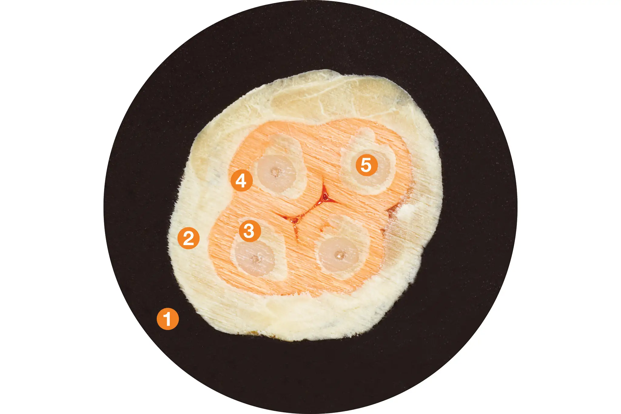 1. Outer jacket: pressure-extruded, halogen-free TPE mixture 2. Reinforcement: extremely flexible and high tensile strength aramid braiding 3. Reinforcement: extremely flexible and high tensile strength aramid layer 4. Fibre shell: LSZH (&quot;Low smoke &amp; zero halogen&quot;) material 5. Fibre: fibre optic cable made of glass