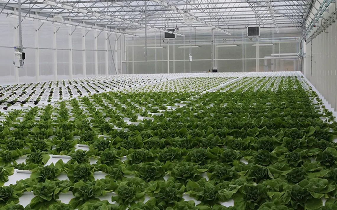 Automated greenhouses