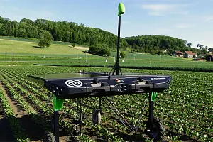 Robôs para controle de ervas daninhas