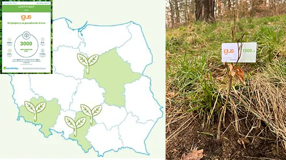 Action de plantation d'arbres en Pologne