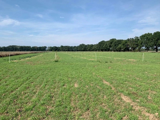 The arable land that will be planted