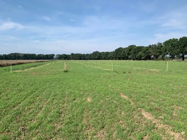 Un gigantesque champ transformé en laboratoire de test pour la forêt