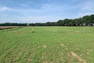 Agricultural land becomes forest test laboratory