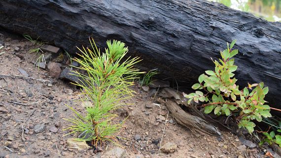 Small pine tree seedling