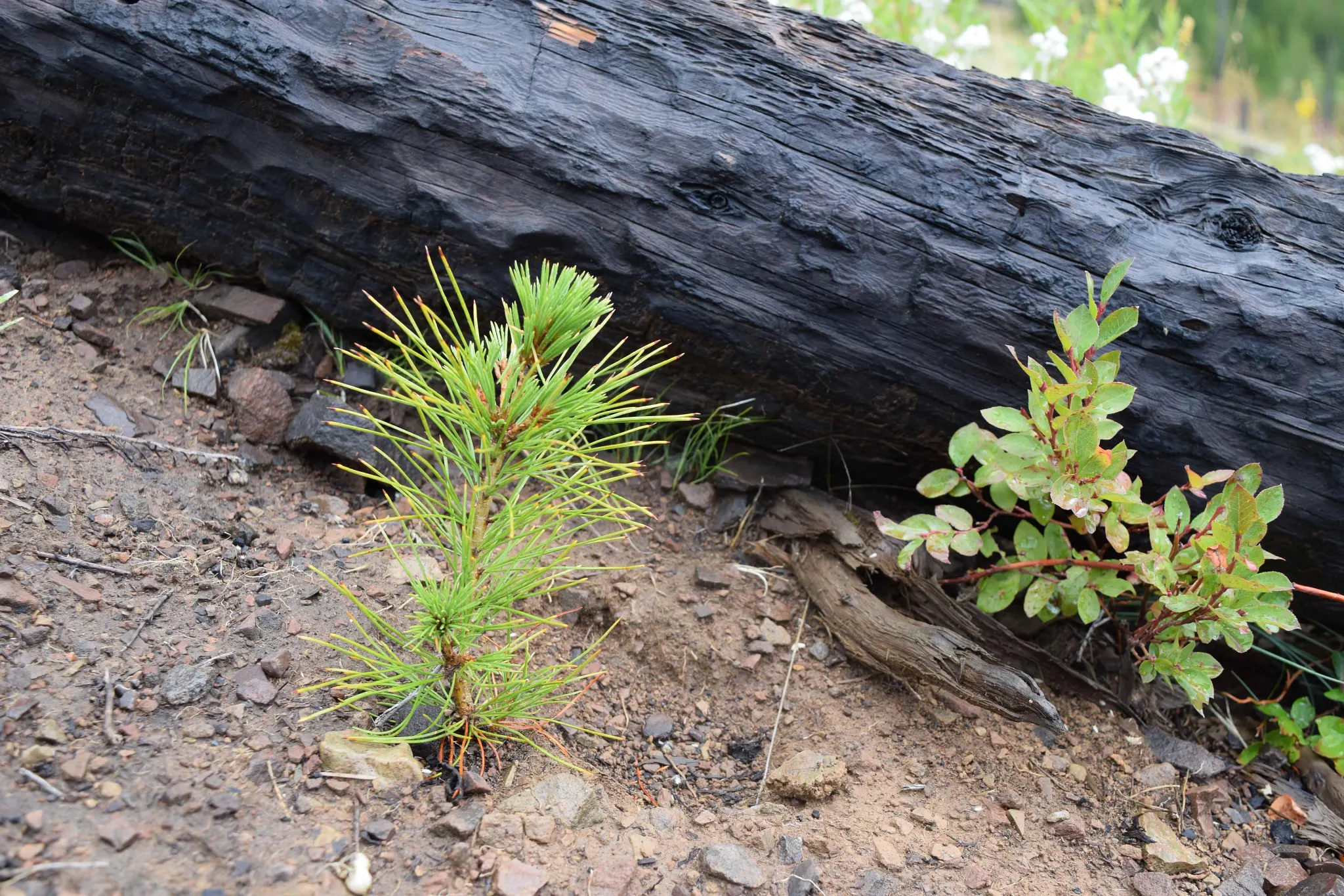 Plantation d'arbres aux États-Unis
