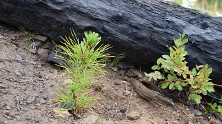 Tree seedling in the USA