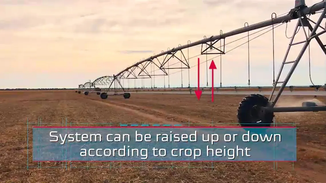 Hummingbird (beija-flor)