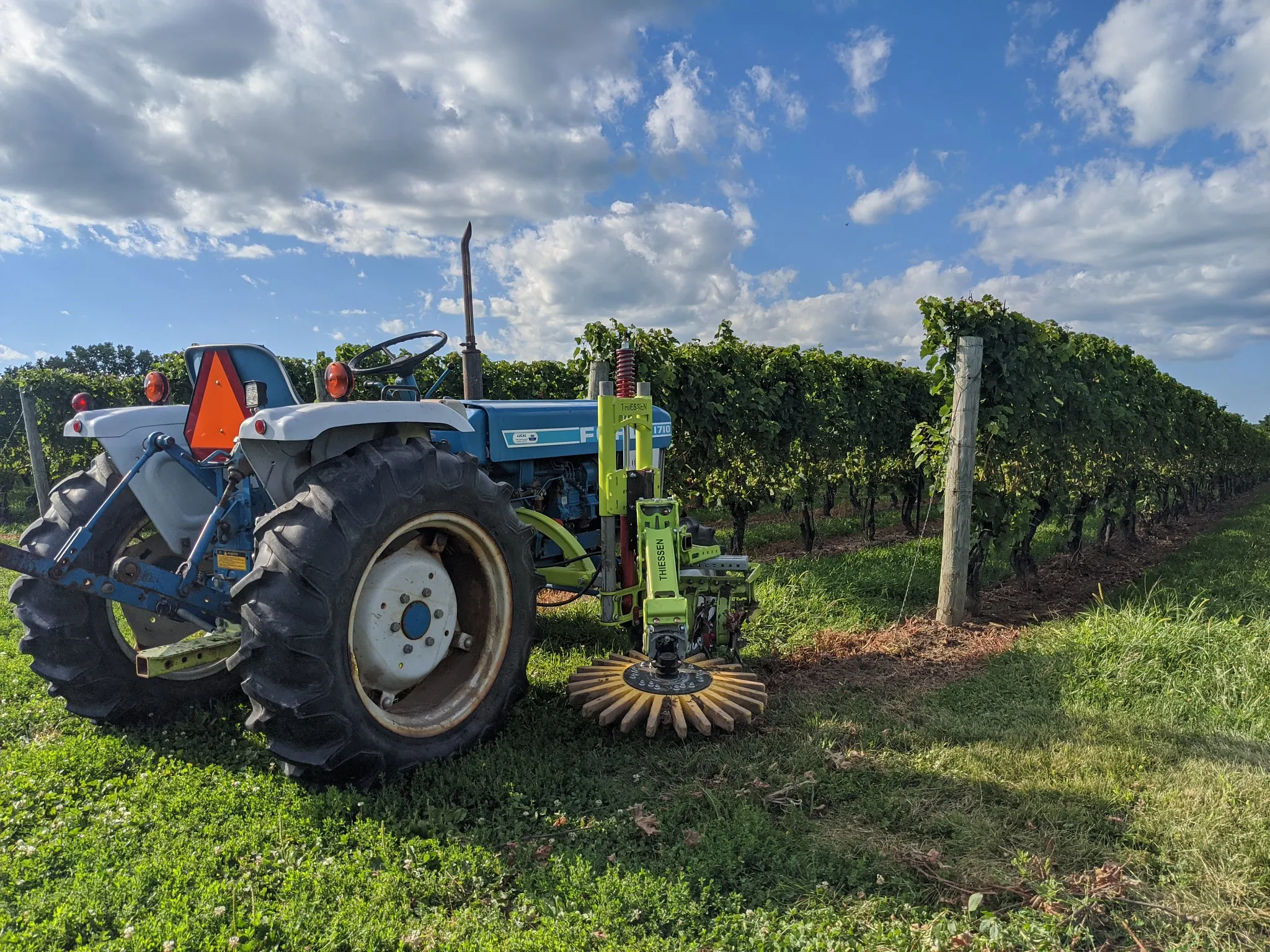 Cultivation system in vineyards