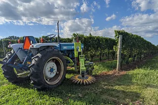 Cultivation system in vineyards