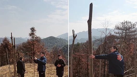Výsadba stromů čínskou pobočkou igus