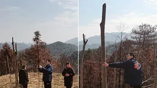 igus® China plants 20,300 trees