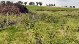 Trees planted in the Erzgebirge near Leukersdorf