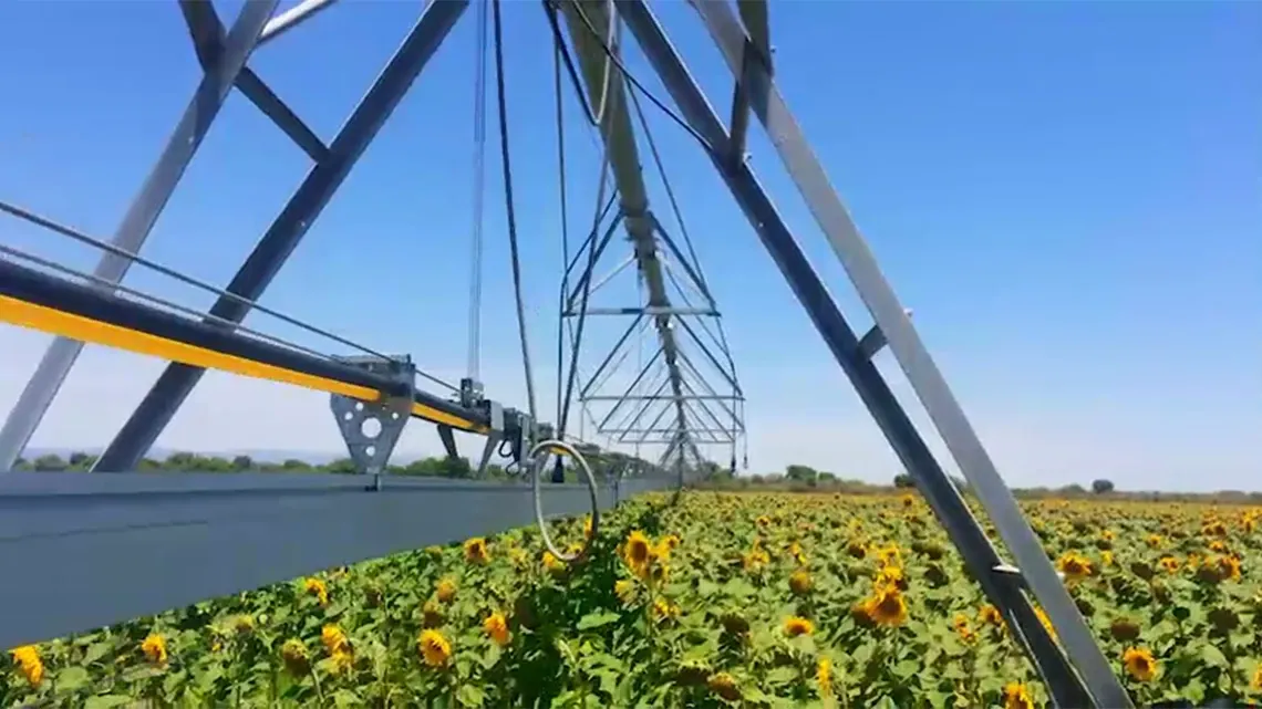 Hummingbird (beija-flor)