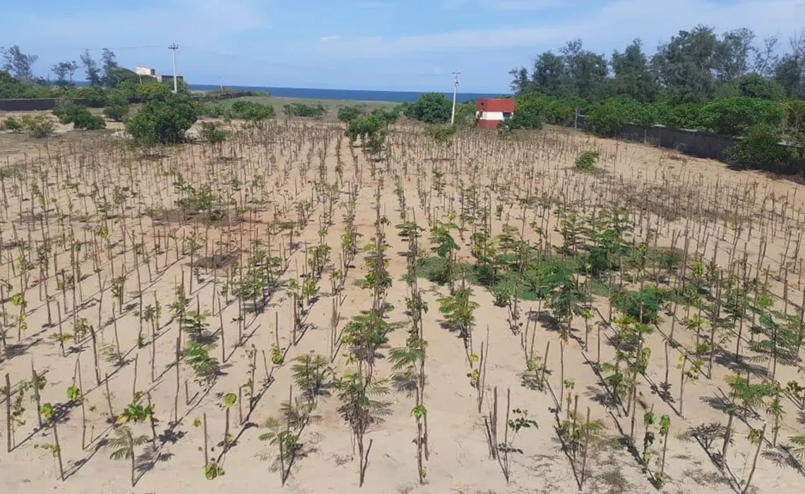 3.000 arbres plantés en Inde