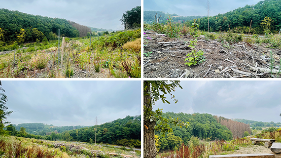 Collage de fotos tomadas durante la plantación en Lindlar