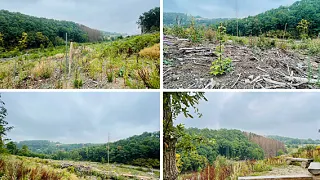 Planting project in Lindlar