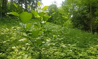 Freshly planted trees in the Erzgebirge near Leukersdorf
