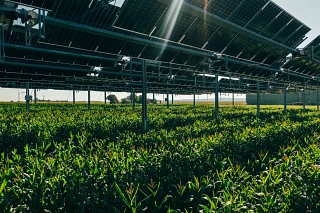 Agri-photovoltaic system from TSE