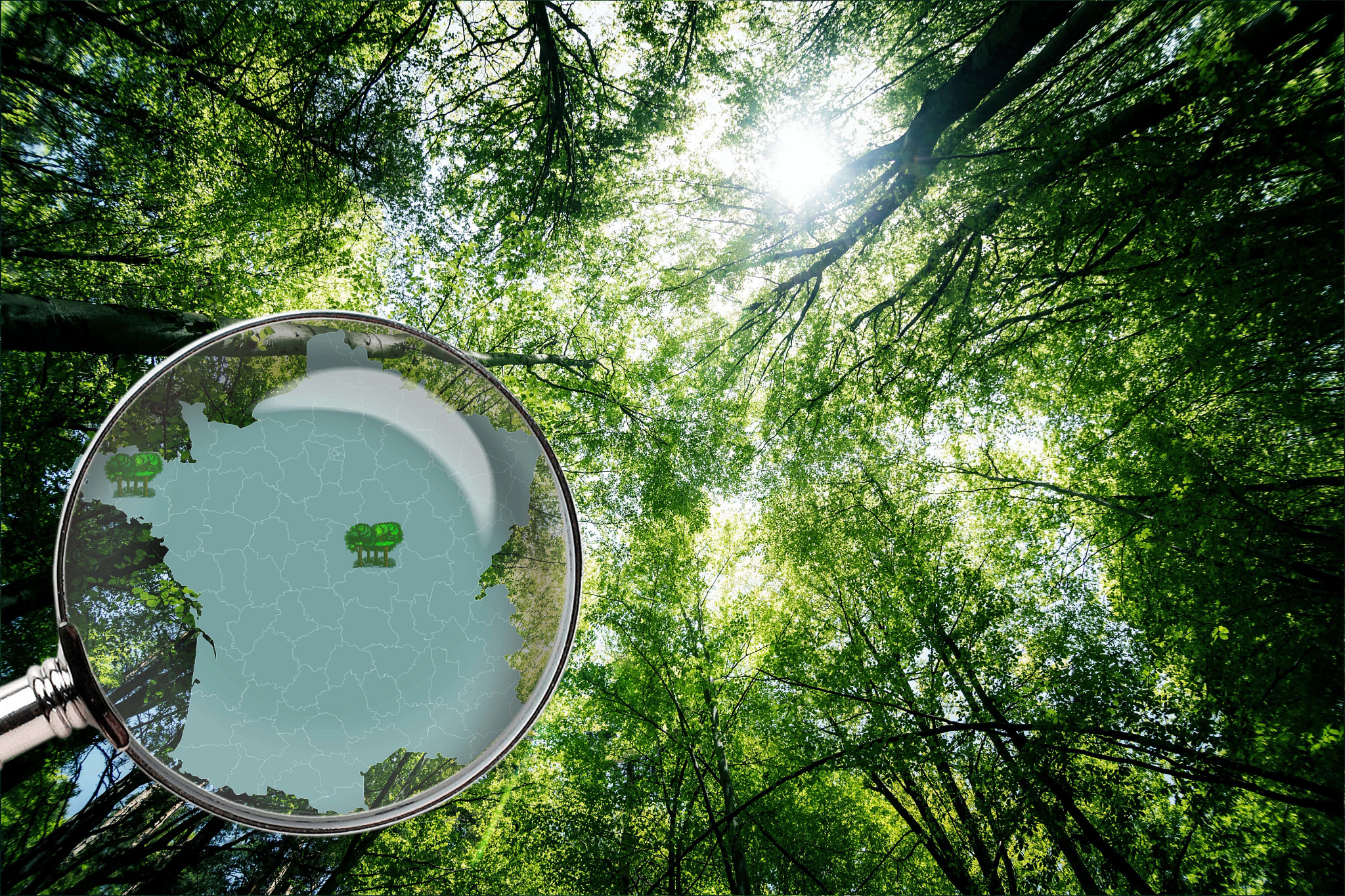 Forest and map of France
