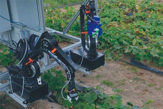 ロボットによるキュウリの収穫