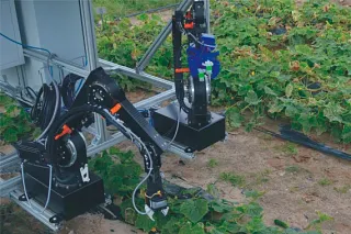 Gurkenernte mit Roboter