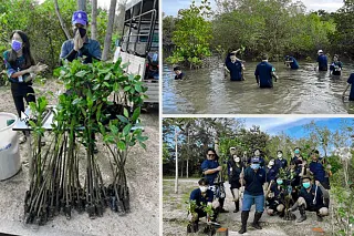 Mangrove planting campaign in Thailand