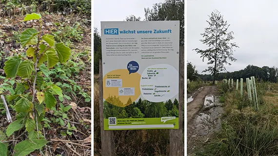 5 000 nouveaux plants à Lindlar