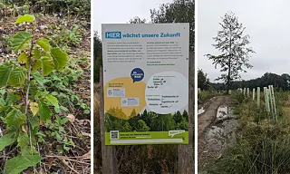 5,000 trees in Lindlar