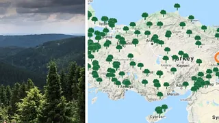 Tree planting in Turkey