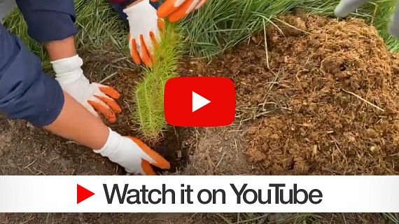 Film na YouTube z kampanii sadzenia drzew w Toluca