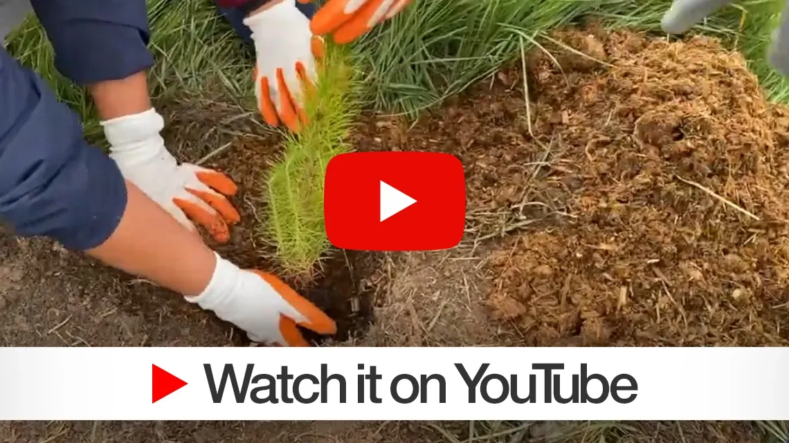 Vidéo YouTube de la campagne de plantation à Toluca