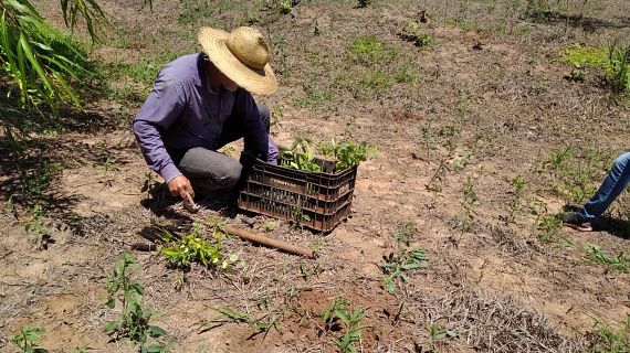 Chiến dịch trồng cây ở Brazil
