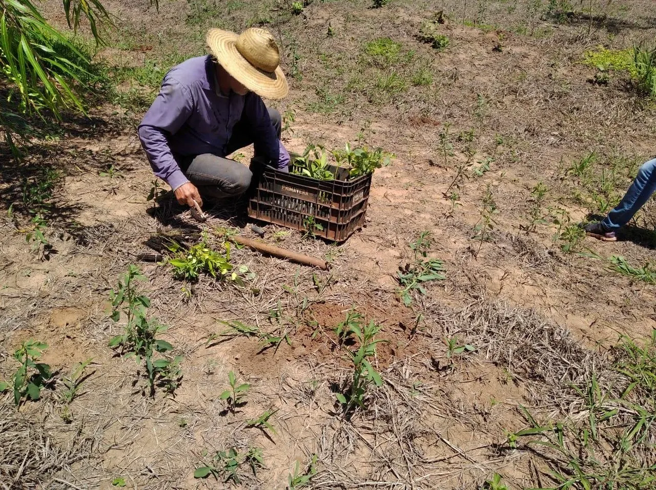 Action de plantation d'arbres au Brésil