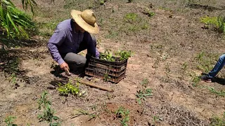 Tree planting campaign in Brazil