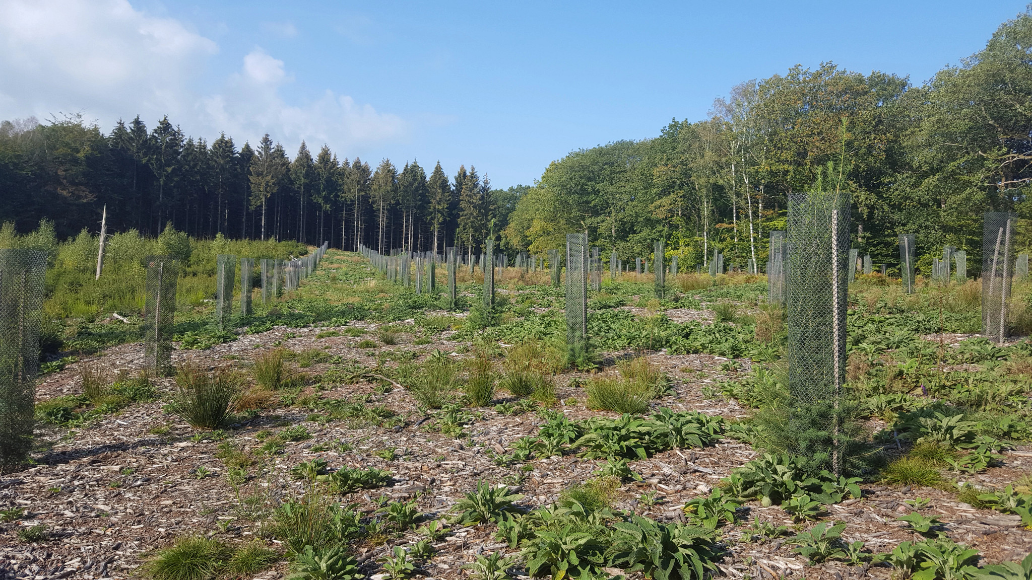 Newly planted trees in an area