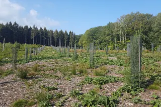 Tree planting and research in Belgium